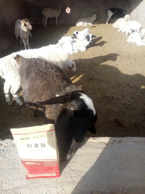 拜特威牛羊催肥王 科學(xué)增重，廠家直銷，助您養(yǎng)殖效益倍增