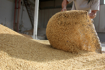 探秘現(xiàn)代馬飼料工業(yè) 從原料到成品的科學(xué)之旅